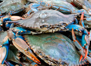 blue-crab