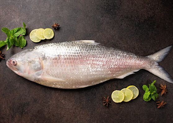 hilsa