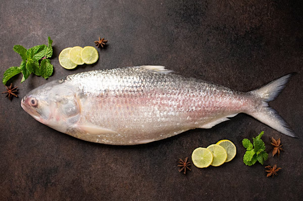 hilsa