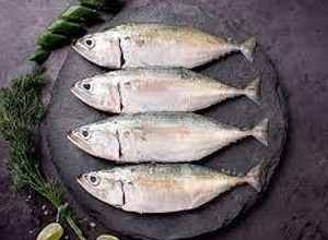 mackerel